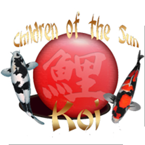 Children of the Sun Koi